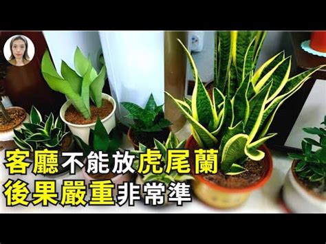 虎尾蘭 招財|【擺放虎尾蘭風水】虎尾蘭擺放風水招財避厄，居家必備植物